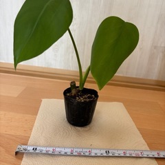 モンステラ苗①の画像