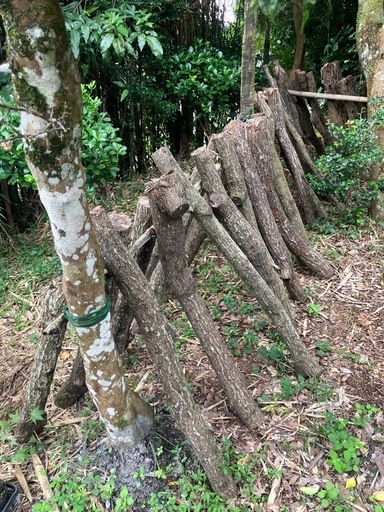 くぬぎ　原木しいたけ　20本　細め　駒打ち完了　ホダ木　本伏せ中