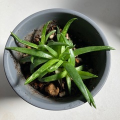 多肉植物(受皿付き)の画像