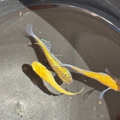 ヒミツヘイキメダカの画像