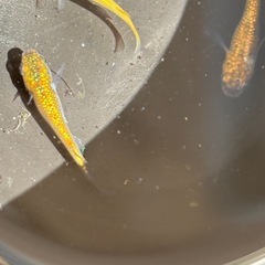 ヒミツヘイキメダカの画像