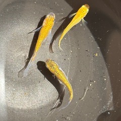 ヒミツヘイキメダカの画像