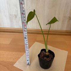 モンステラ苗②の画像