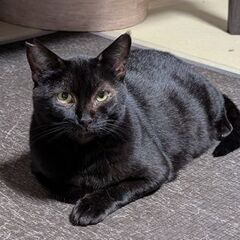 片足ないけど、とっても優しいメス猫のヨモギ