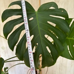 モンステラ苗③の画像