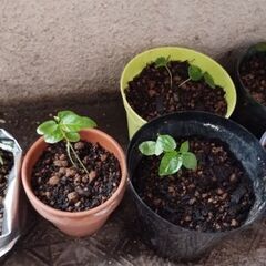 パッションフルーツ苗　枝の画像