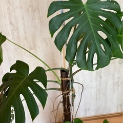 モンステラ苗④の画像