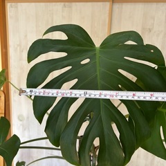 モンステラ苗④の画像
