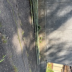 笹　　竹　　　　多数ありの画像