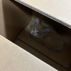 至急子猫保護しました