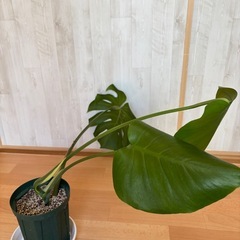 モンステラ　トップカット苗の画像