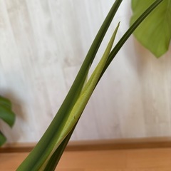 モンステラ　トップカット苗の画像