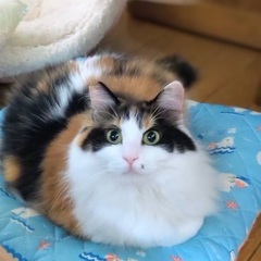長毛　三毛猫　美織ちゃん