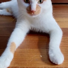 人が大好き甘えん坊、元野良猫の男の子の里親さん募集！