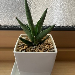 ①サンスベリア　希少種　シルバークラウン　観葉植物　の画像