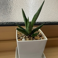 ①サンスベリア　希少種　シルバークラウン　観葉植物　の画像