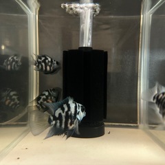 🐠ブルータイガーパロット 全長±5.5〜6㎝ 1匹250円 4匹セット800円【在庫4匹】自家繁殖個体 No.12の画像