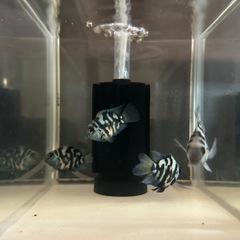 🐠ブルータイガーパロット 全長±5.5〜6㎝ 1匹250円 4匹セット800円【在庫4匹】自家繁殖個体 No.12の画像