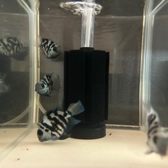 🐠ブルータイガーパロット 全長±5.5〜6㎝ 1匹250円 4匹セット800円【在庫4匹】自家繁殖個体 No.12の画像