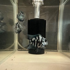 🐠ブルータイガーパロット 全長±5.5〜6㎝ 1匹250円 4匹セット800円【在庫4匹】自家繁殖個体 No.12の画像