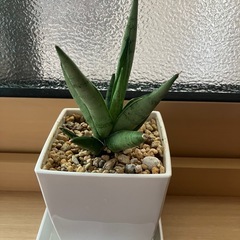 ①サンスベリア　希少種　シルバークラウン　観葉植物　の画像