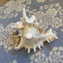 貝　置物　オブジェの画像
