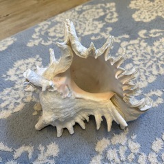 貝　置物　オブジェの画像