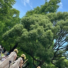 フラダンスで免疫力アップ【体験無料】千葉市中央区の画像