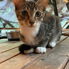 5チビたち