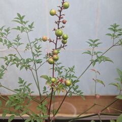 南天・魔除けや火災よけの効果があると言われている植物です。の画像