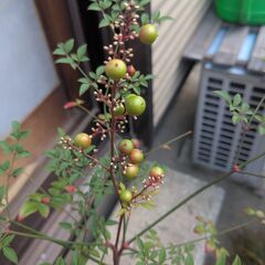 南天・魔除けや火災よけの効果があると言われている植物です。の画像