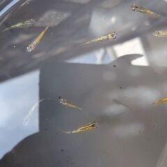 メダカ　【天界】　写真の個体全ての画像