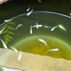 MIXメダカ成魚15匹の画像