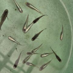 MIXメダカ成魚15匹の画像