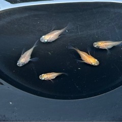 メダカ　ダルマメダカ❗️５匹　今年生まれ　めだかの画像