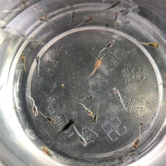 💎ラメMIXメダカ💎稚魚　20匹の画像