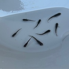 メダカ　オロチ　今年生まれ❗️ ８匹　めだかの画像