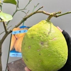 柑橘苗　レモン　ジャンボレモンの画像
