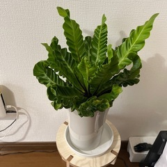 お買い得‼️観葉植物アスプレニュウム🪴の画像