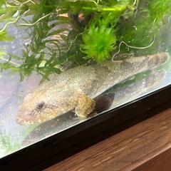 ドンコ4兄弟🐟SALE✨️の画像