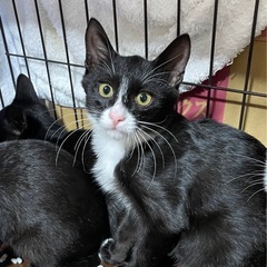 白黒ハチワレ男の子