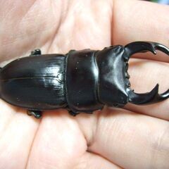 香川県産オオクワガタ F3 ♂60.3ミリの画像