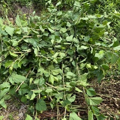 桑の木　掘って下さる方限定の画像