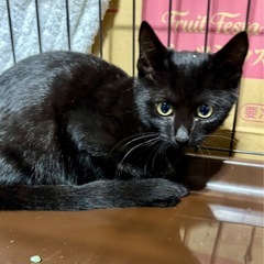 ①黒ネコ女の子