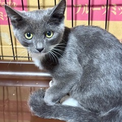 白グレー男の子