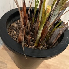 土、植木鉢の画像