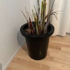 土、植木鉢の画像