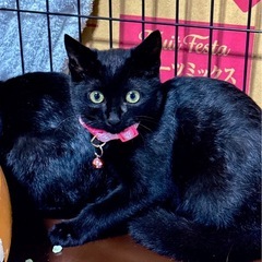 ②黒ネコ　女の子