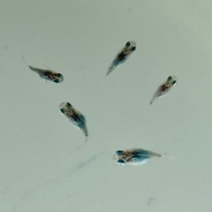 深海ダルマ　若魚から稚魚
10匹の画像