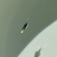 深海ダルマ　若魚から稚魚
10匹の画像